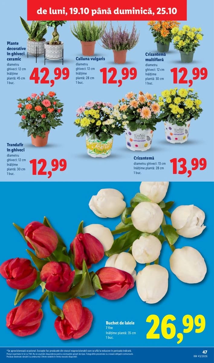 Catalog Lidl, pagina 47 din 88